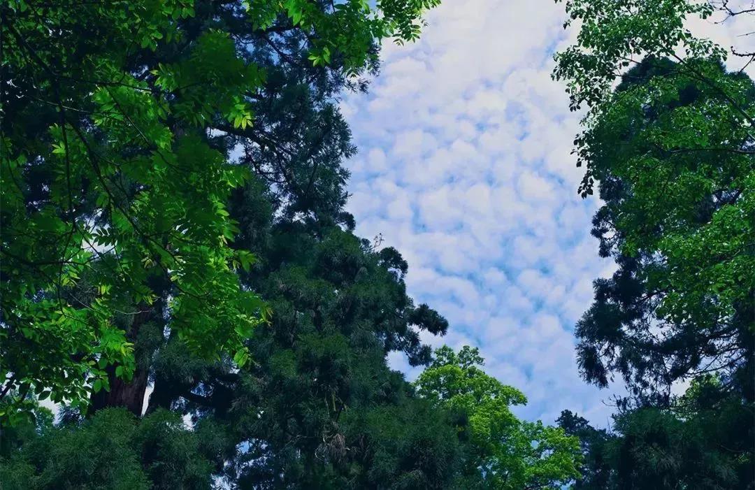 植樹節|守護綠色家園的秘密武器！