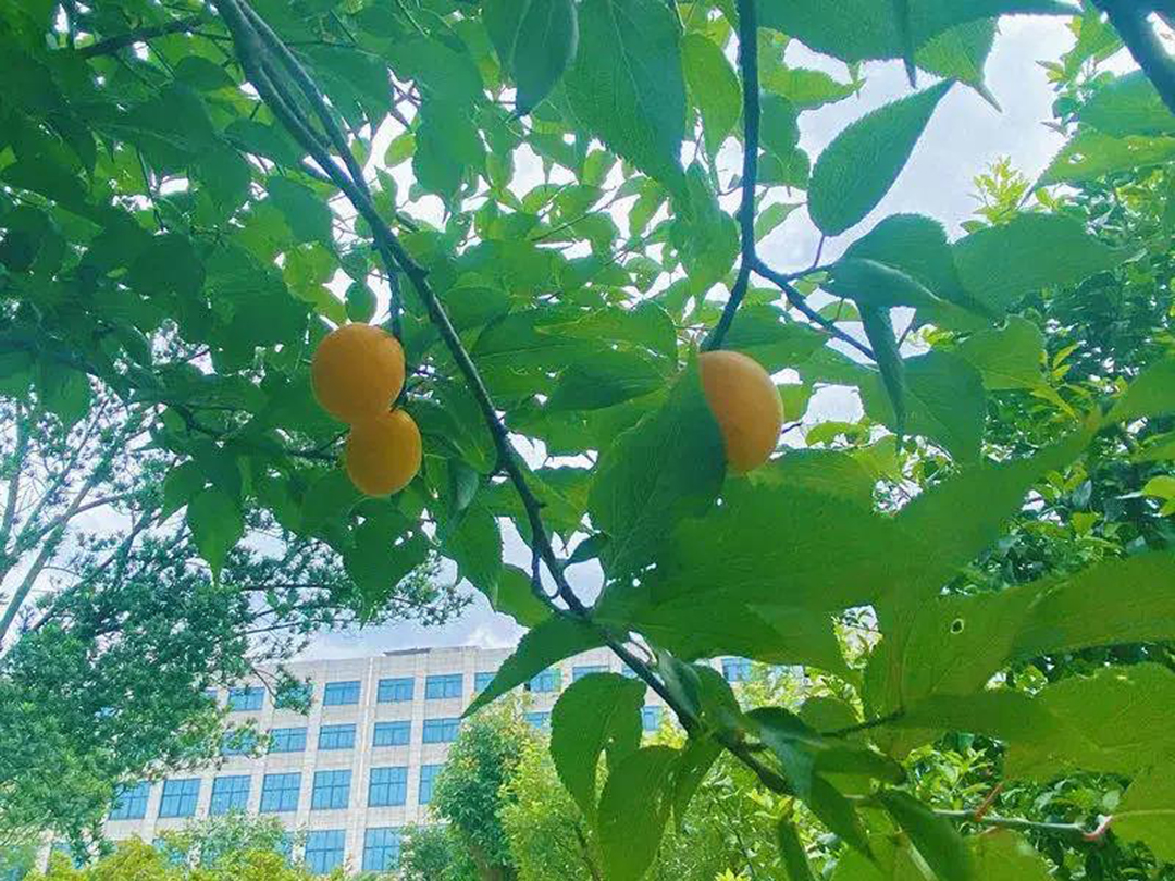 風景這邊獨好！東大環境美景一覽，請查收