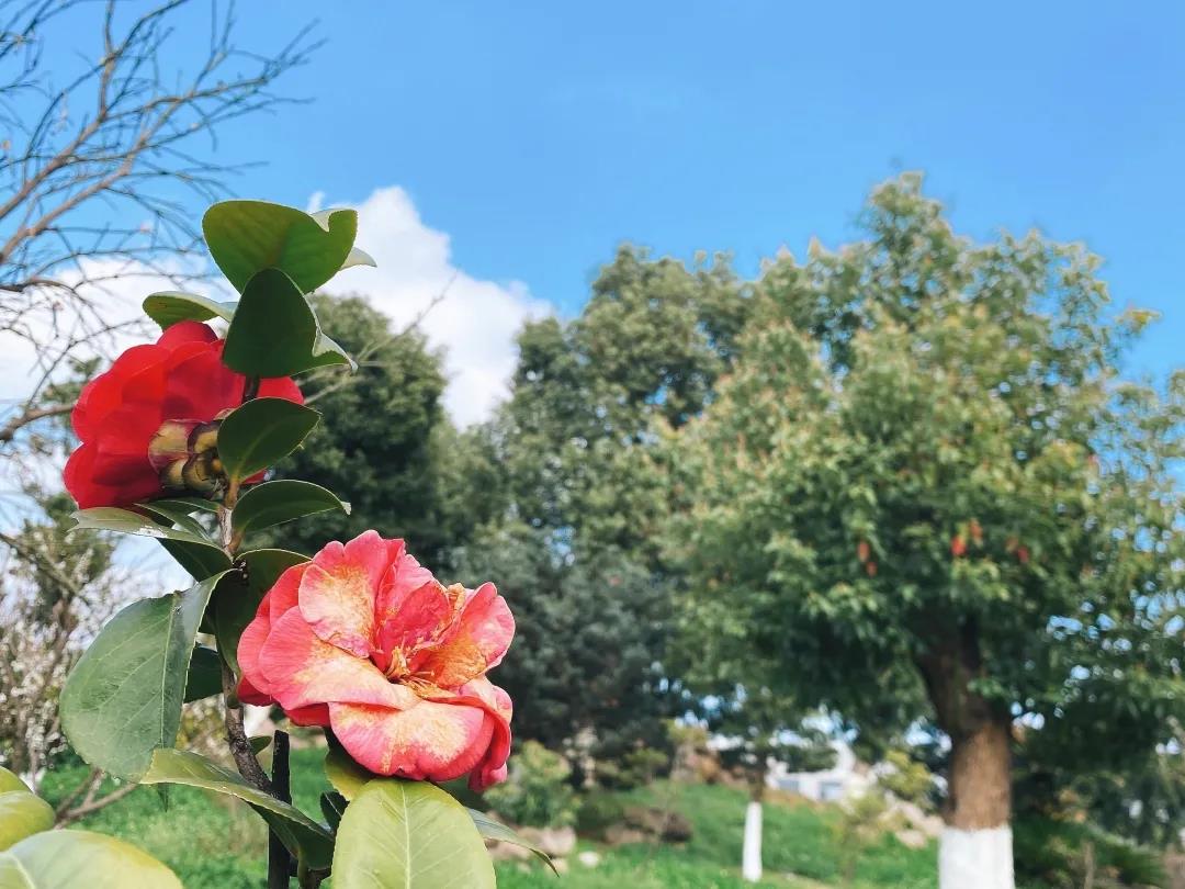 風景這邊獨好！東大環境美景一覽，請查收